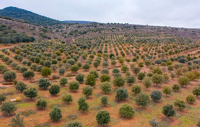 Plantación trufera digitalizada con Trufas App