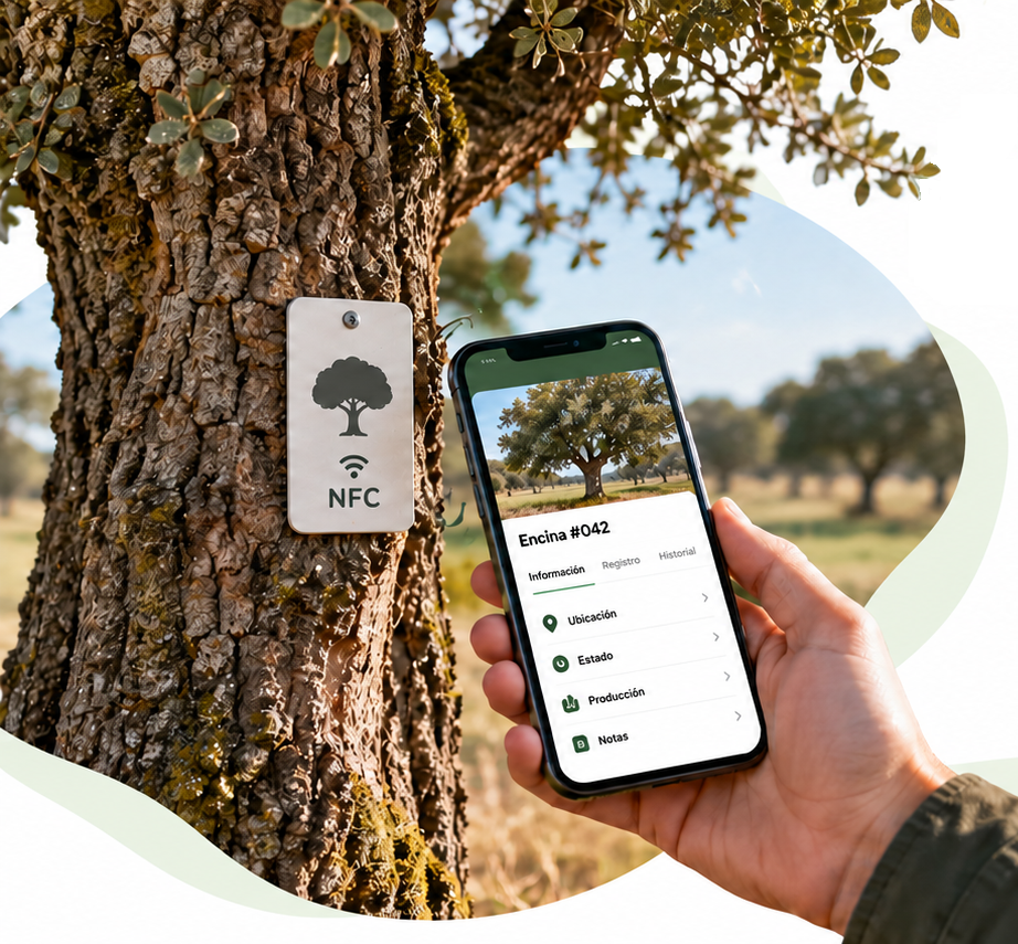 Tarjeta NFC instalada en una encina de una plantación trufera